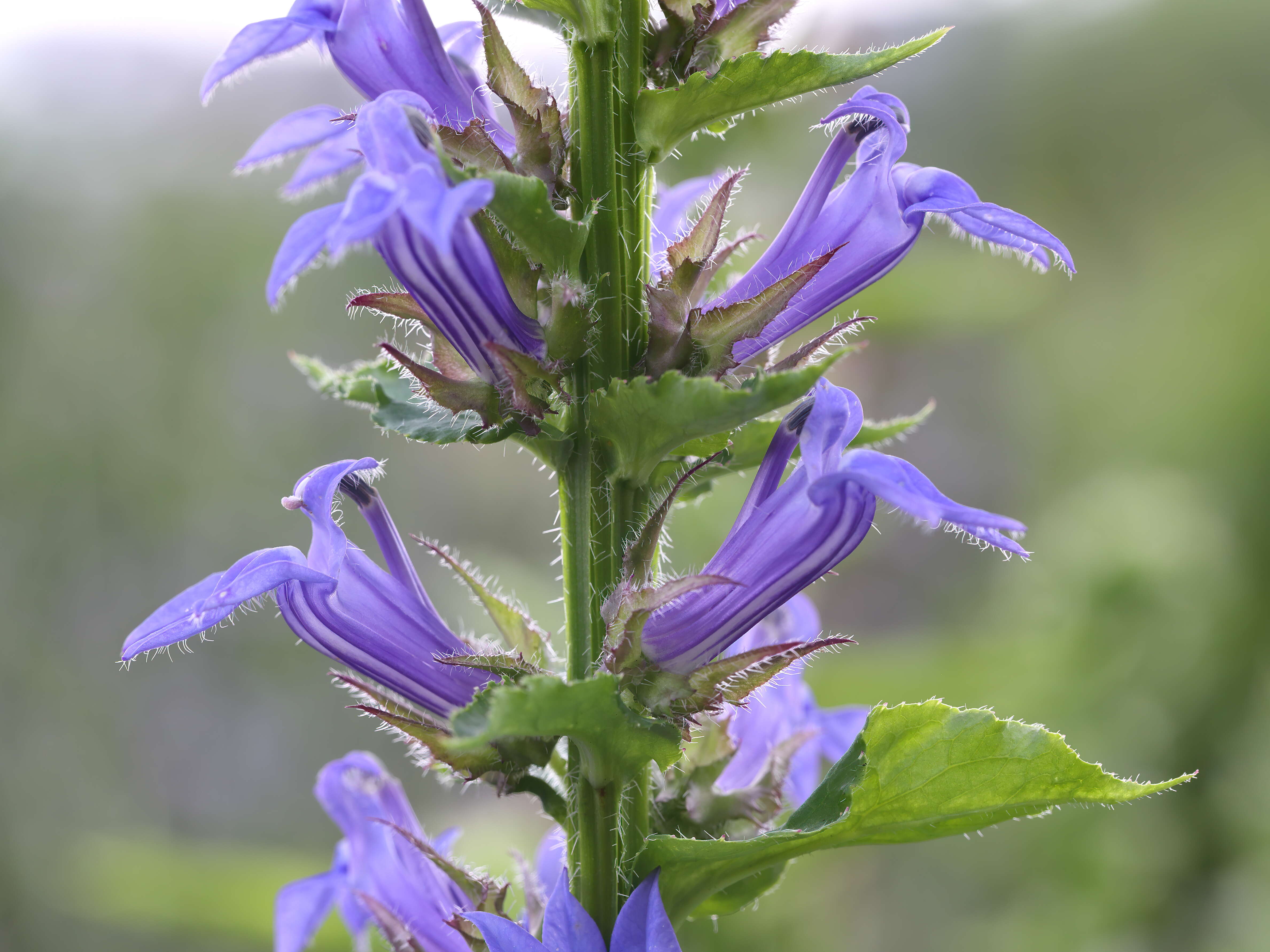 Слика од Lobelia siphilitica L.