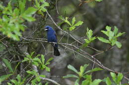 Image of Blue Grosbeak