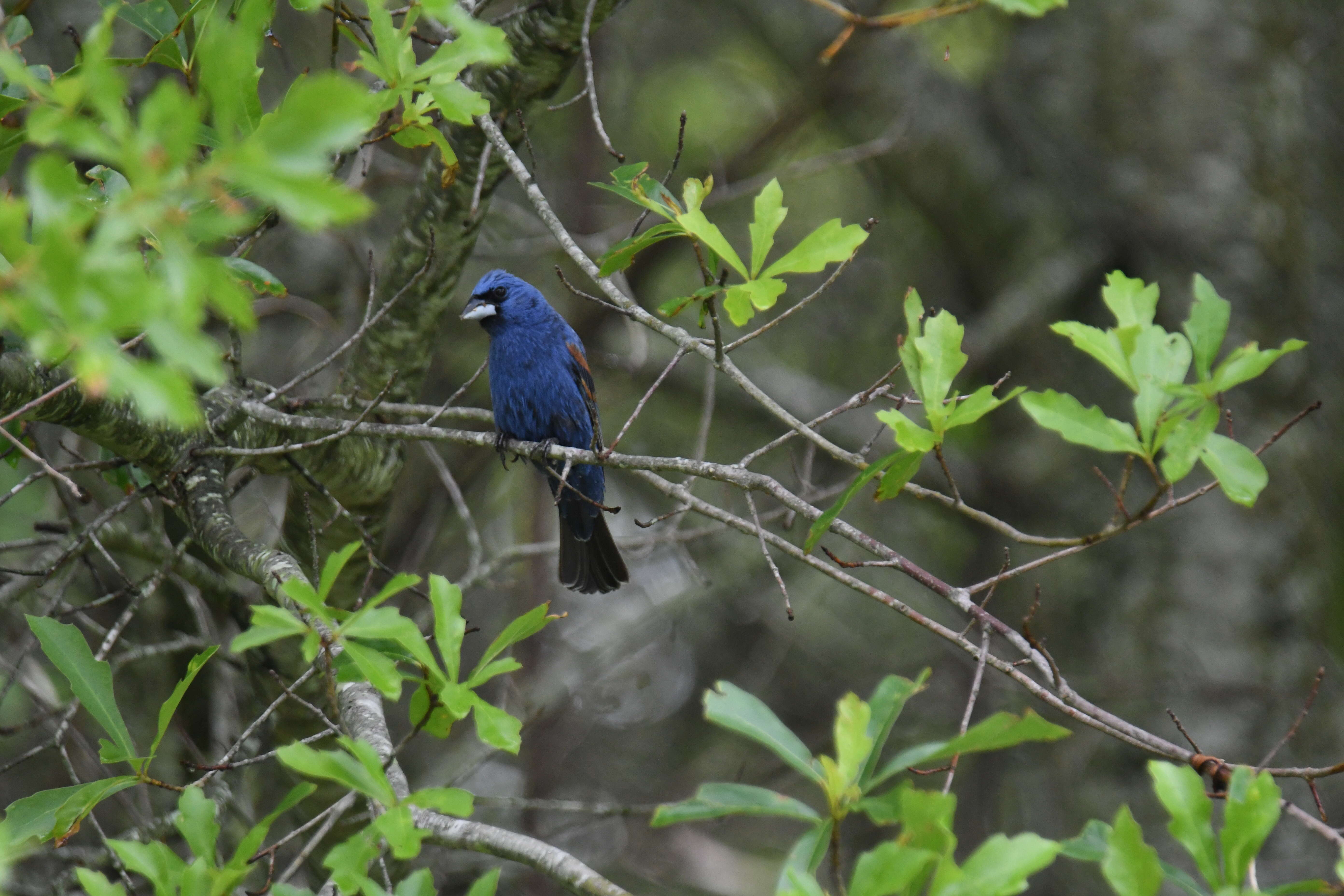 Image of Blue Grosbeak