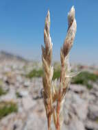 Image de Poa fendleriana (Steud.) Vasey