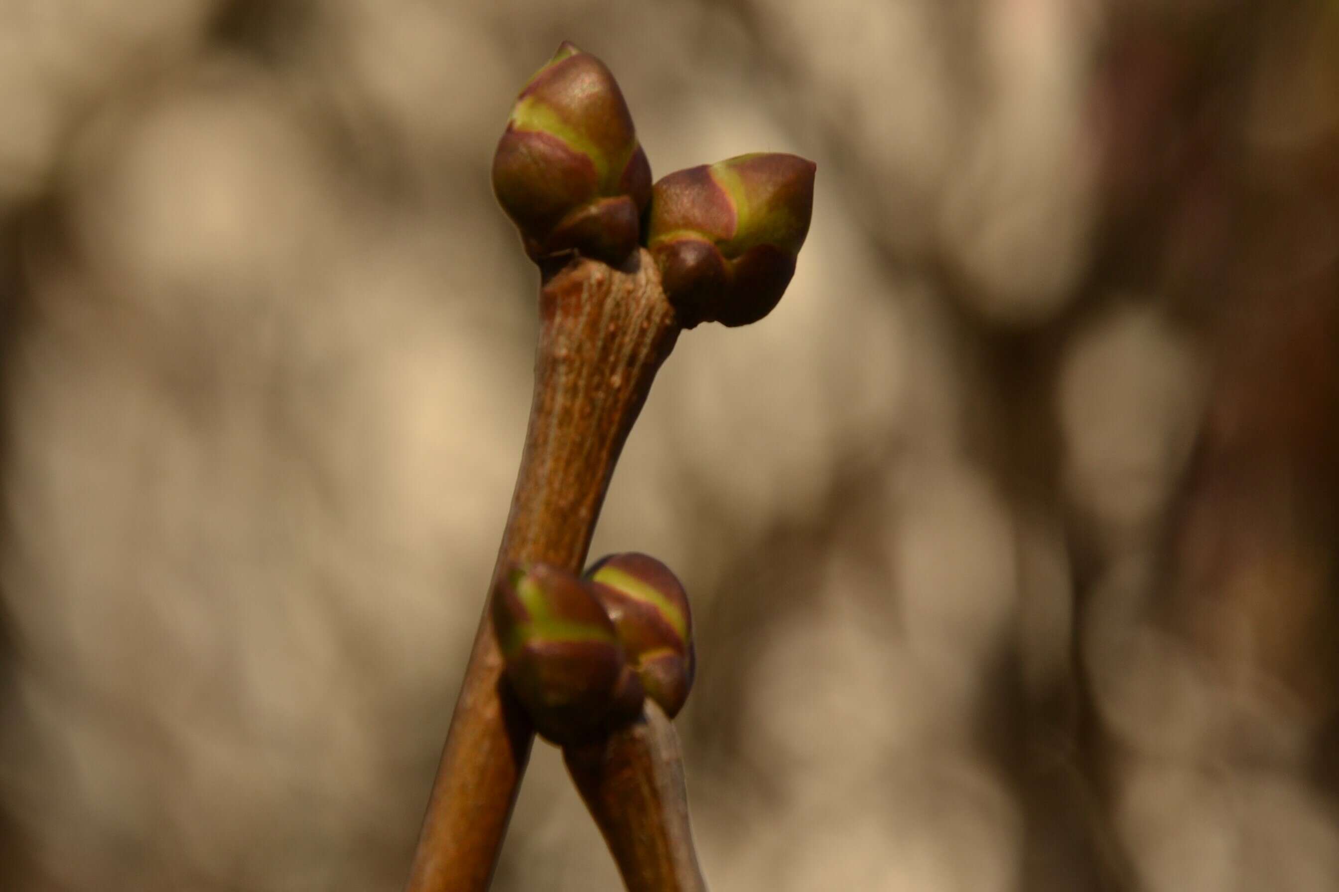 Image of Common Lilac