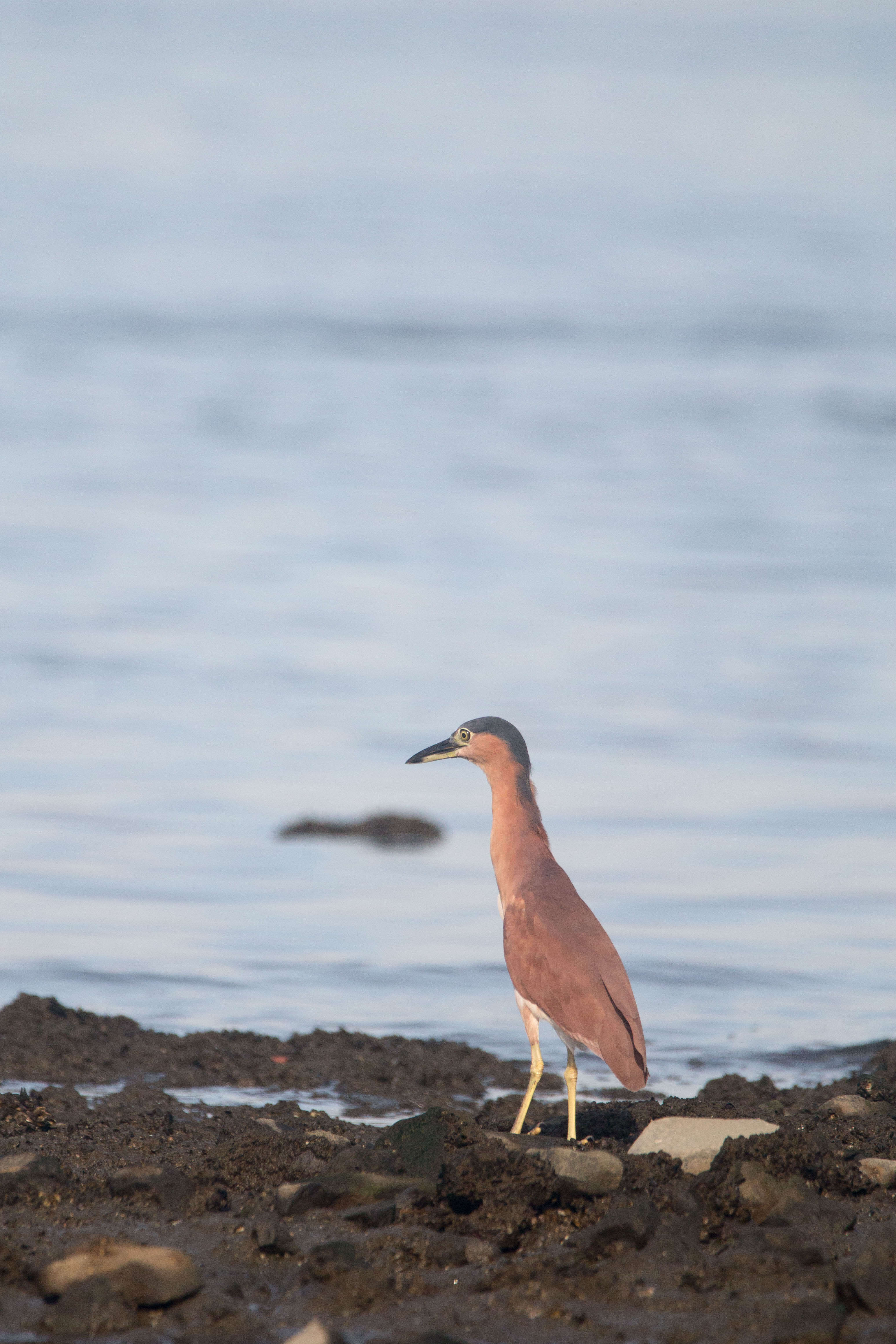 Image of Nankeen Night Heron