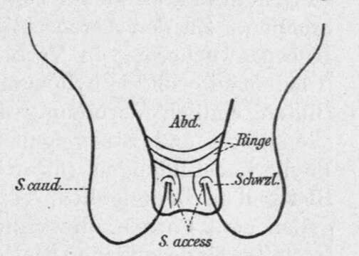 Image of Eriophyoidea