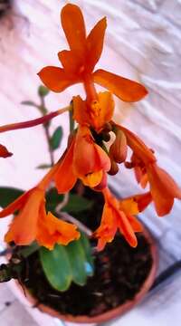 Image of Epidendrum fulgens Brongn.