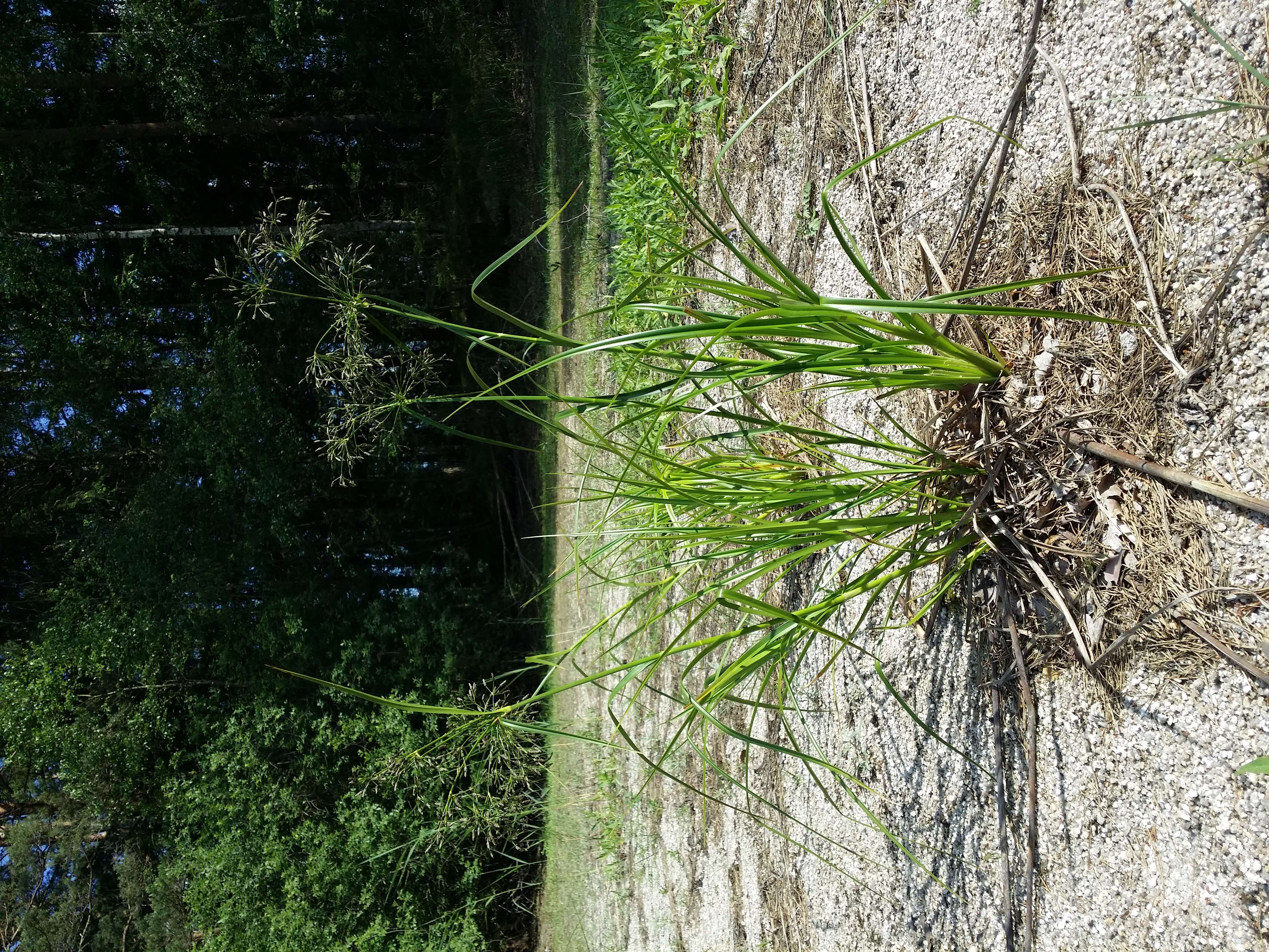 Image of Scirpus radicans Schkuhr