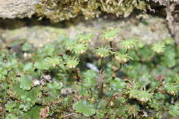 Image of common liverwort