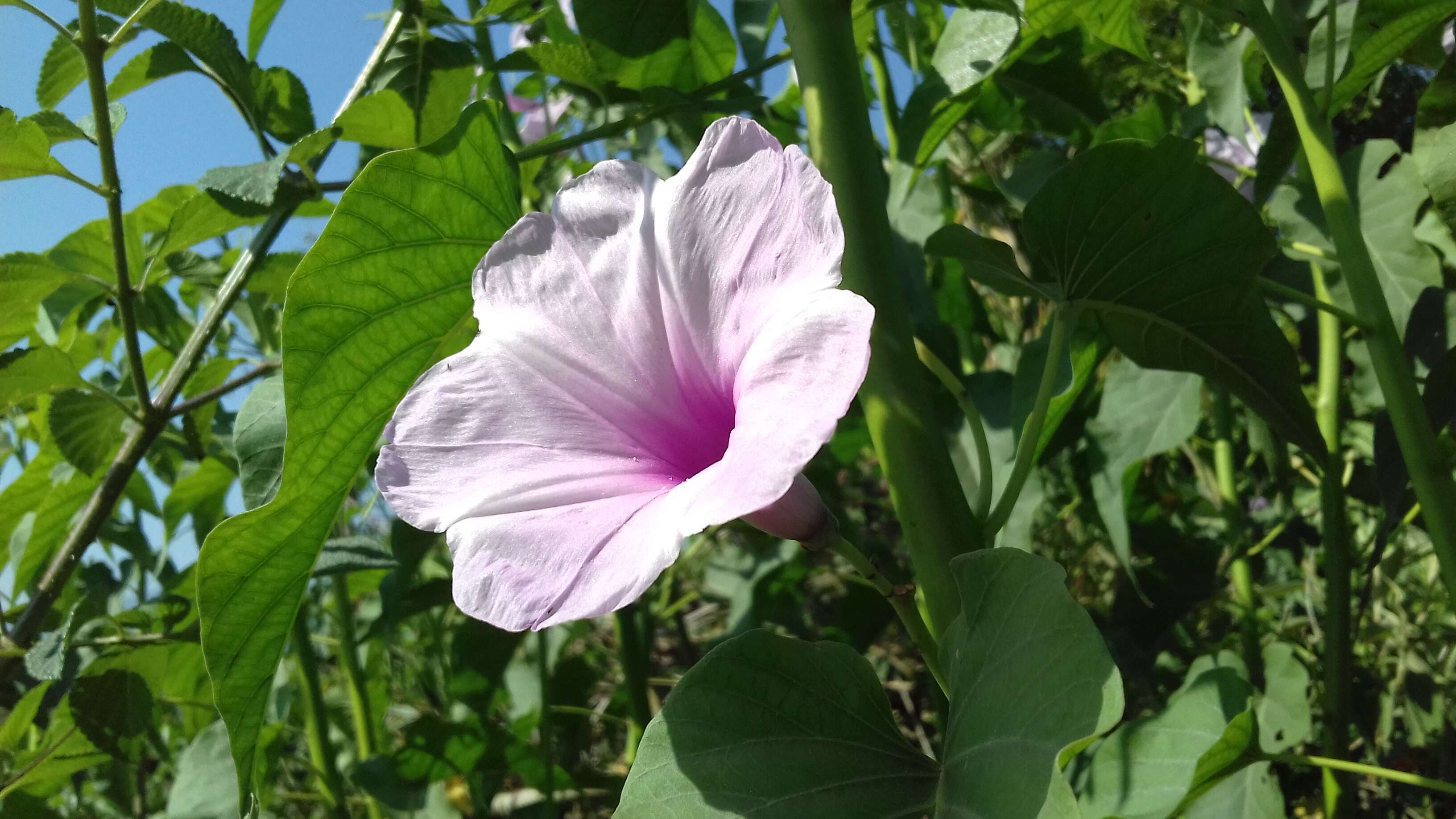 Слика од Ipomoea carnea Jacq.