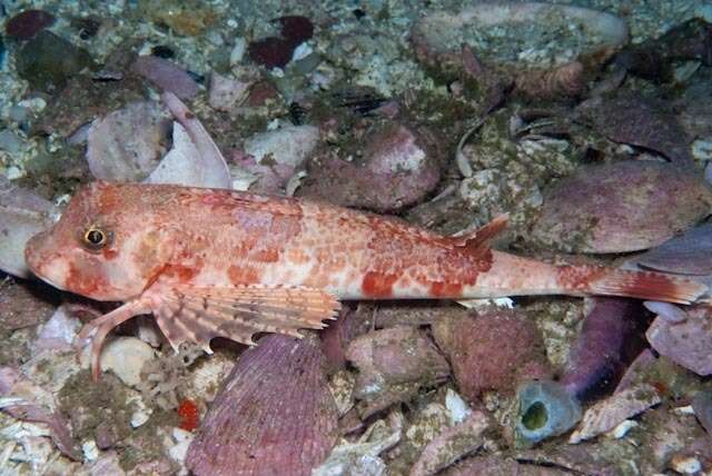 Chelidonichthys capensis (Cuvier 1829) resmi