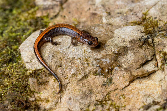 Image of Webster's Salamander