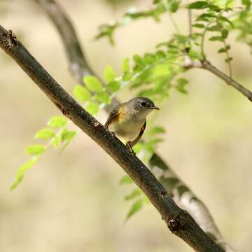 Image of American Redstart