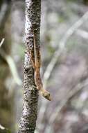 Image of Grand Cayman Anole