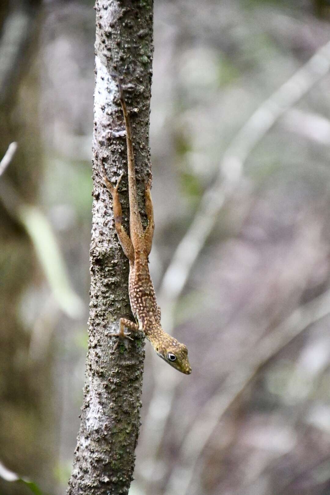 Image of Grand Cayman Anole