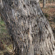 Image of Common spindle tree