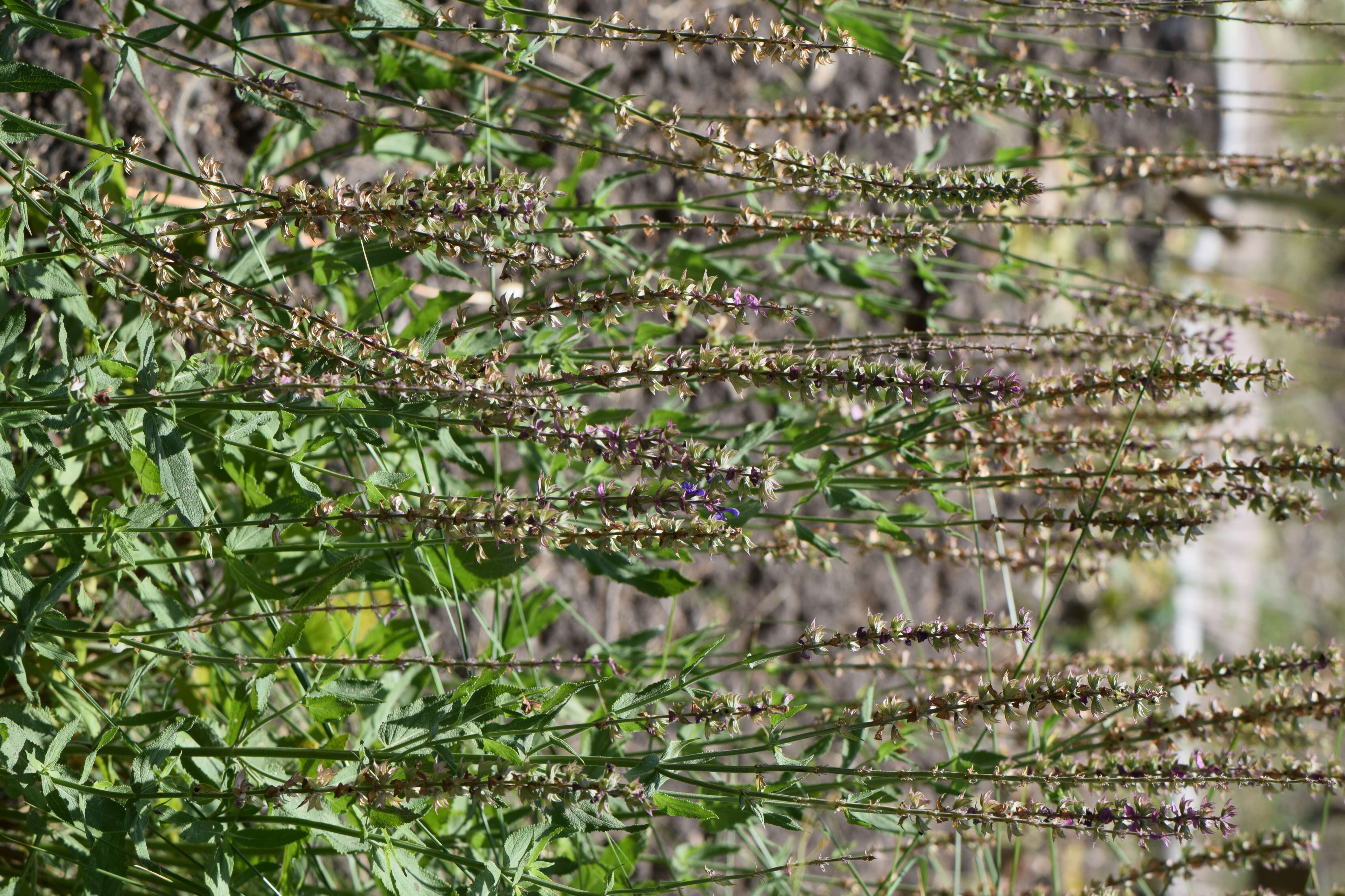 Image of Salvia przewalskii Maxim.