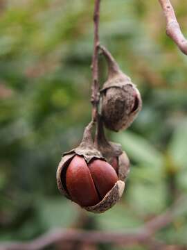 Plancia ëd Styrax obassia Siebold & Zucc.