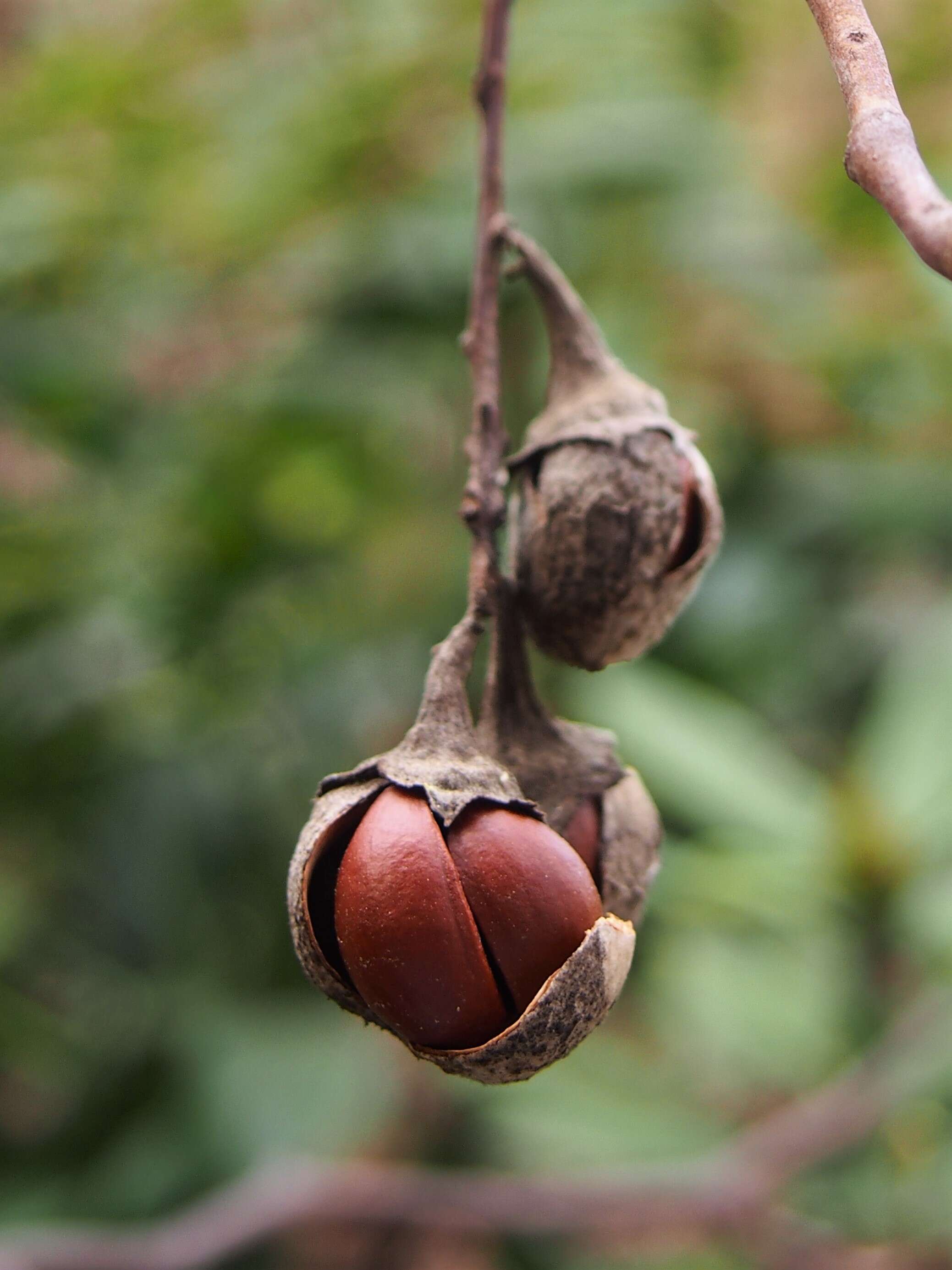 Plancia ëd Styrax obassia Siebold & Zucc.