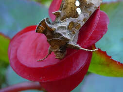 Image of Cutworm