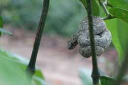 Image of Eyelash Viper