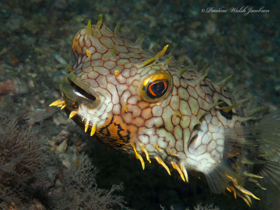 Image of Web Burrfish