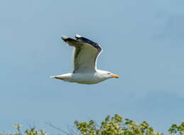 Image of Great Black-backed Gull