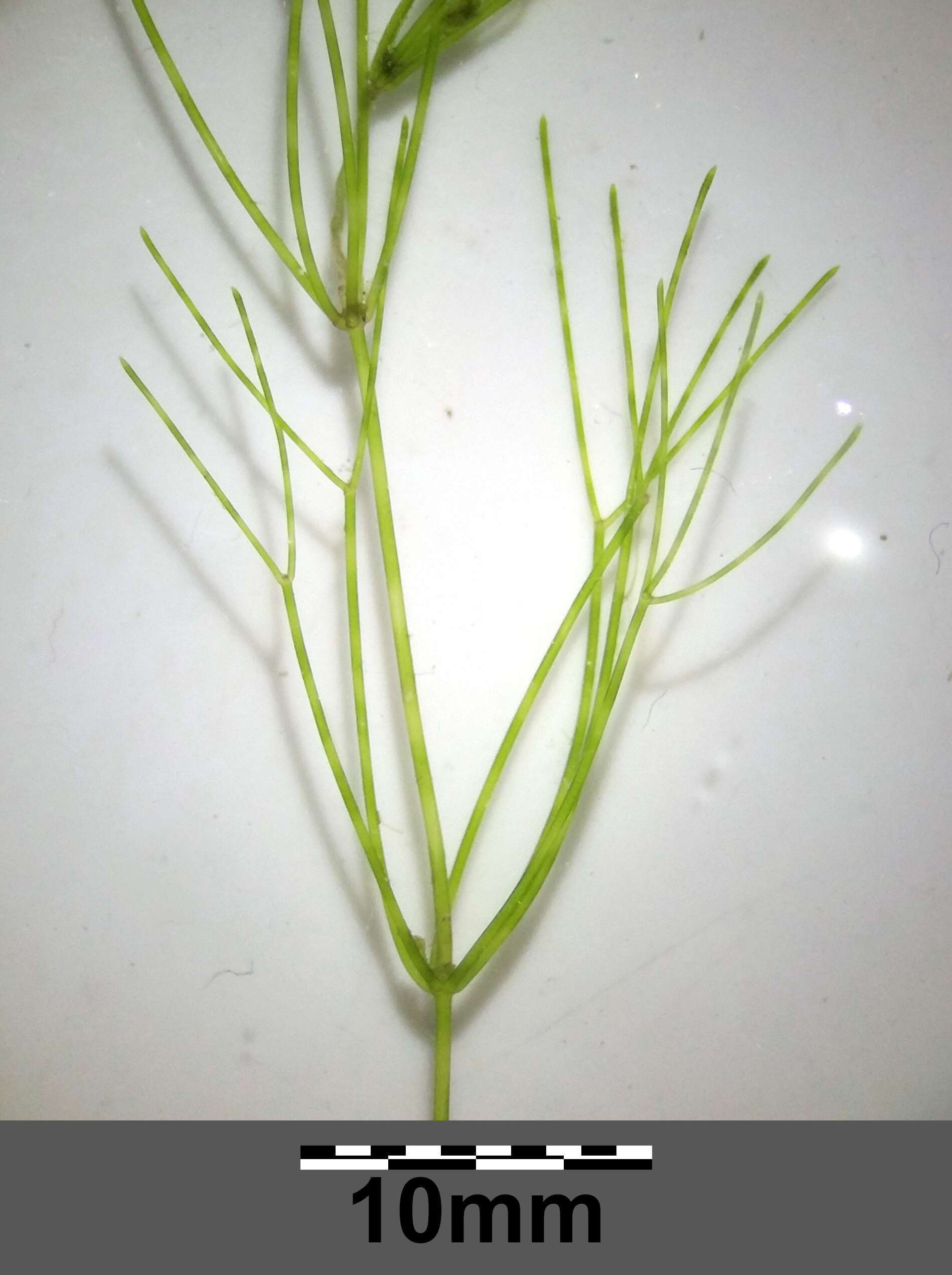 Image of Stonewort