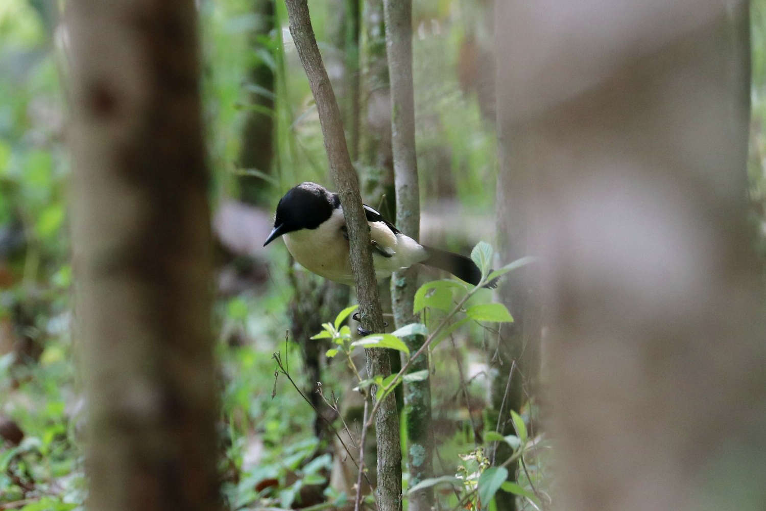 Image of Tropical Boubou