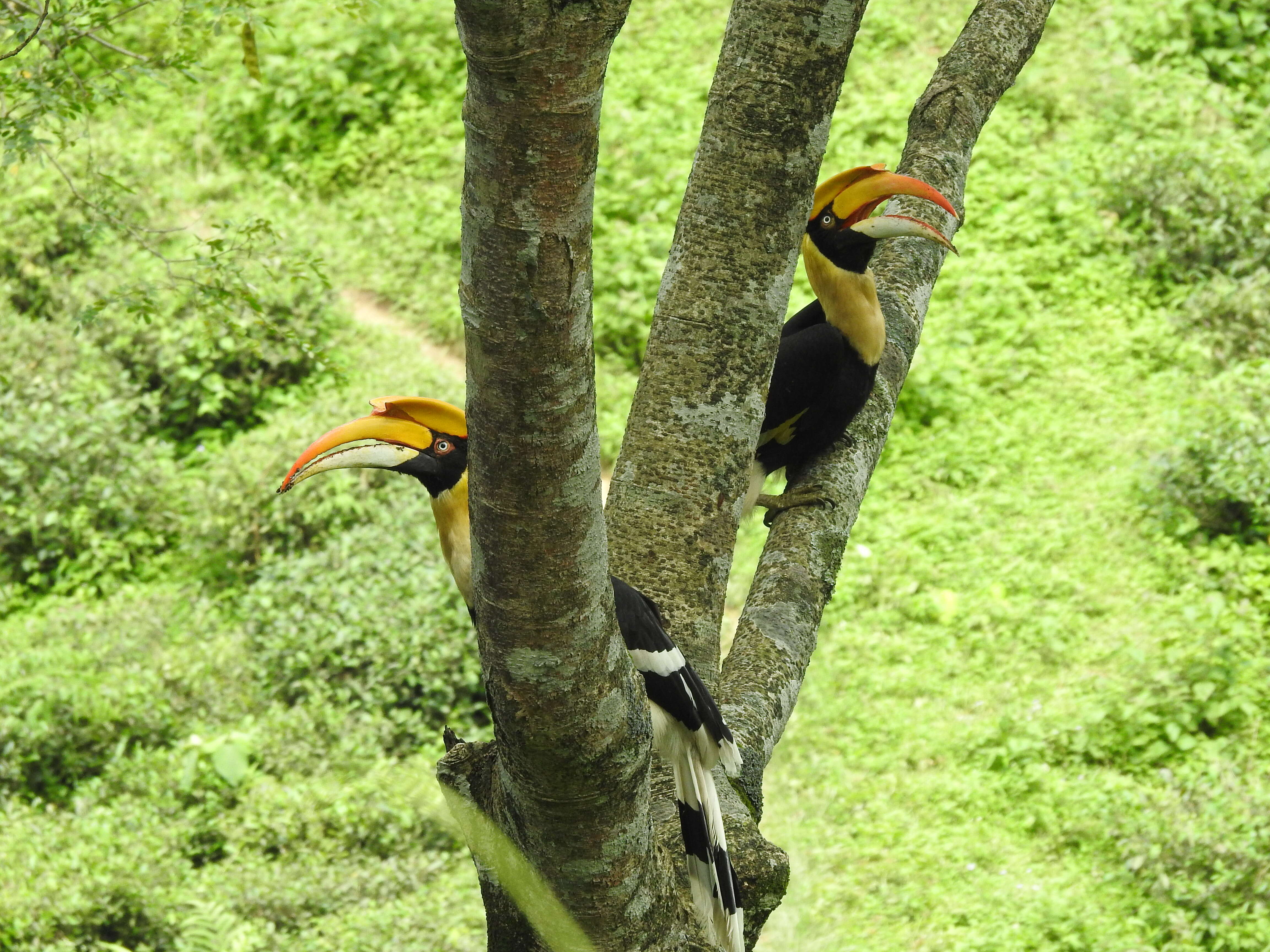 Image of Great Indian Hornbill