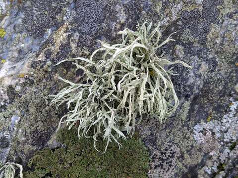 Imagem de Ramalina farinacea (L.) Ach.