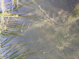 Image of western waterweed