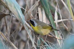 Geothlypis trichas (Linnaeus 1766) resmi