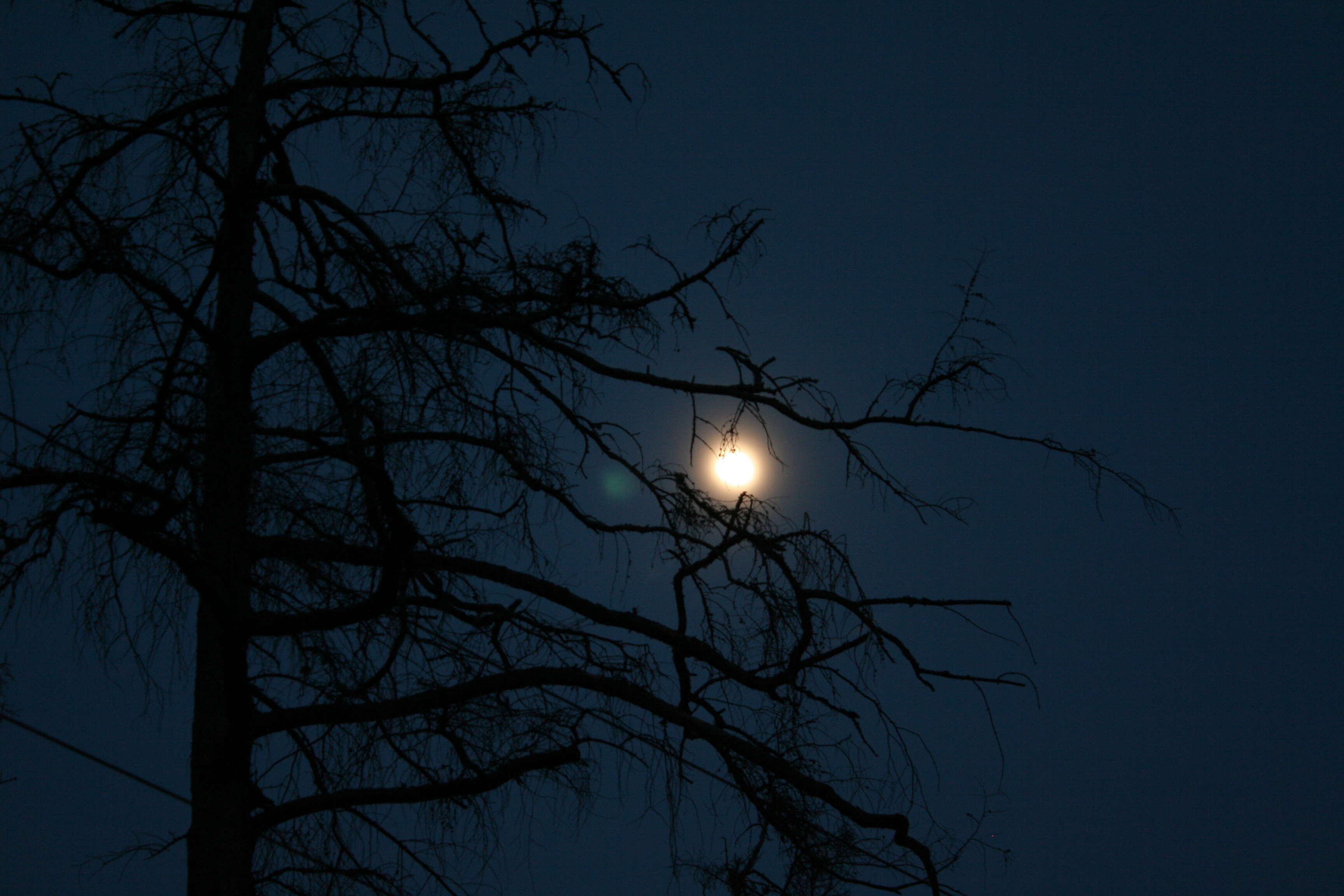 Image of American Larch