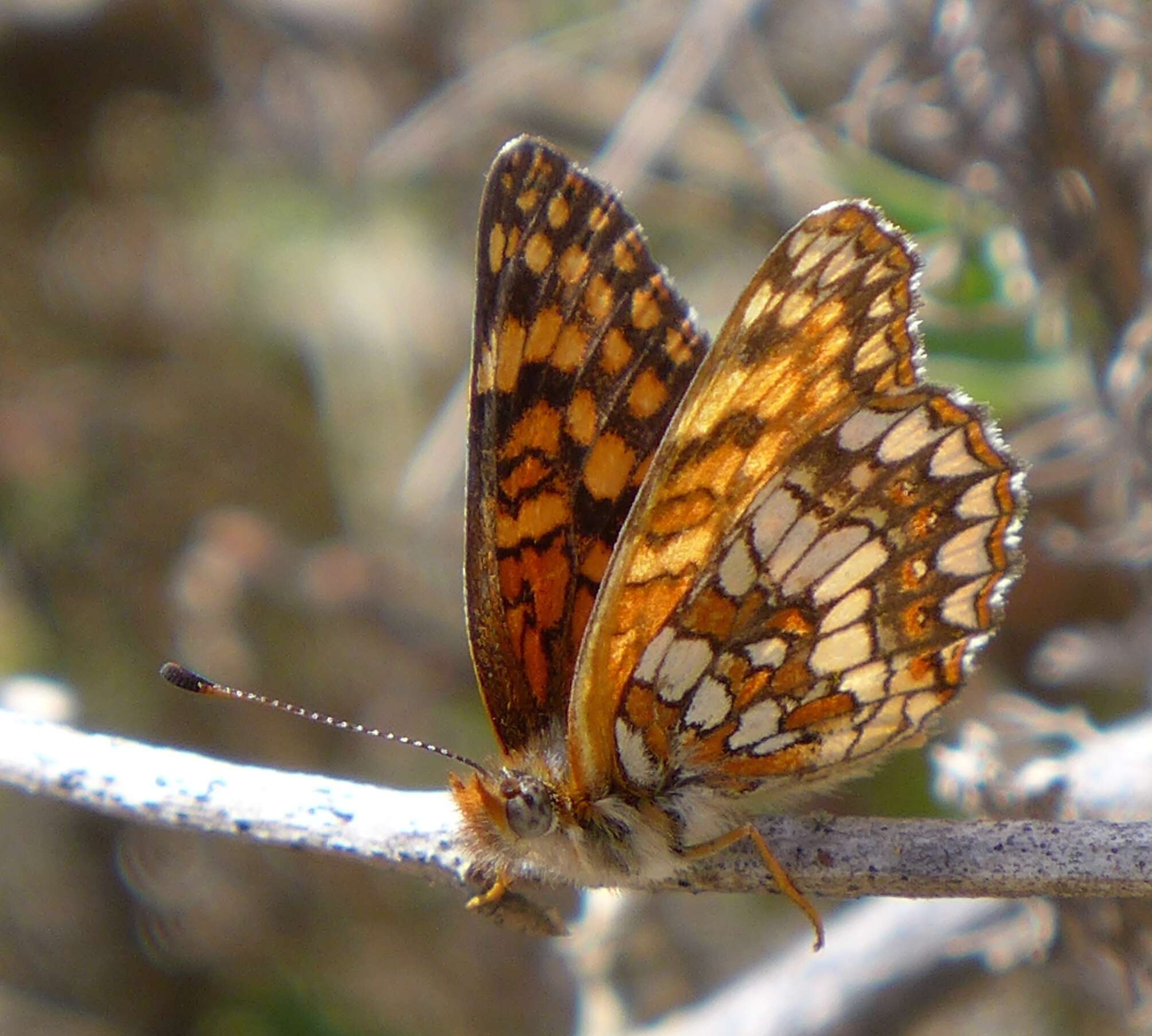 Image of Gabb's Checkerspot