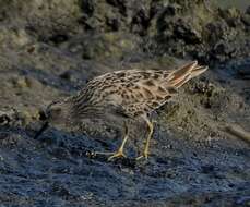 Image of Long-toed Stint