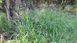 Image of Guinea Grass