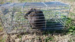 Image of Brazilian Guinea Pig