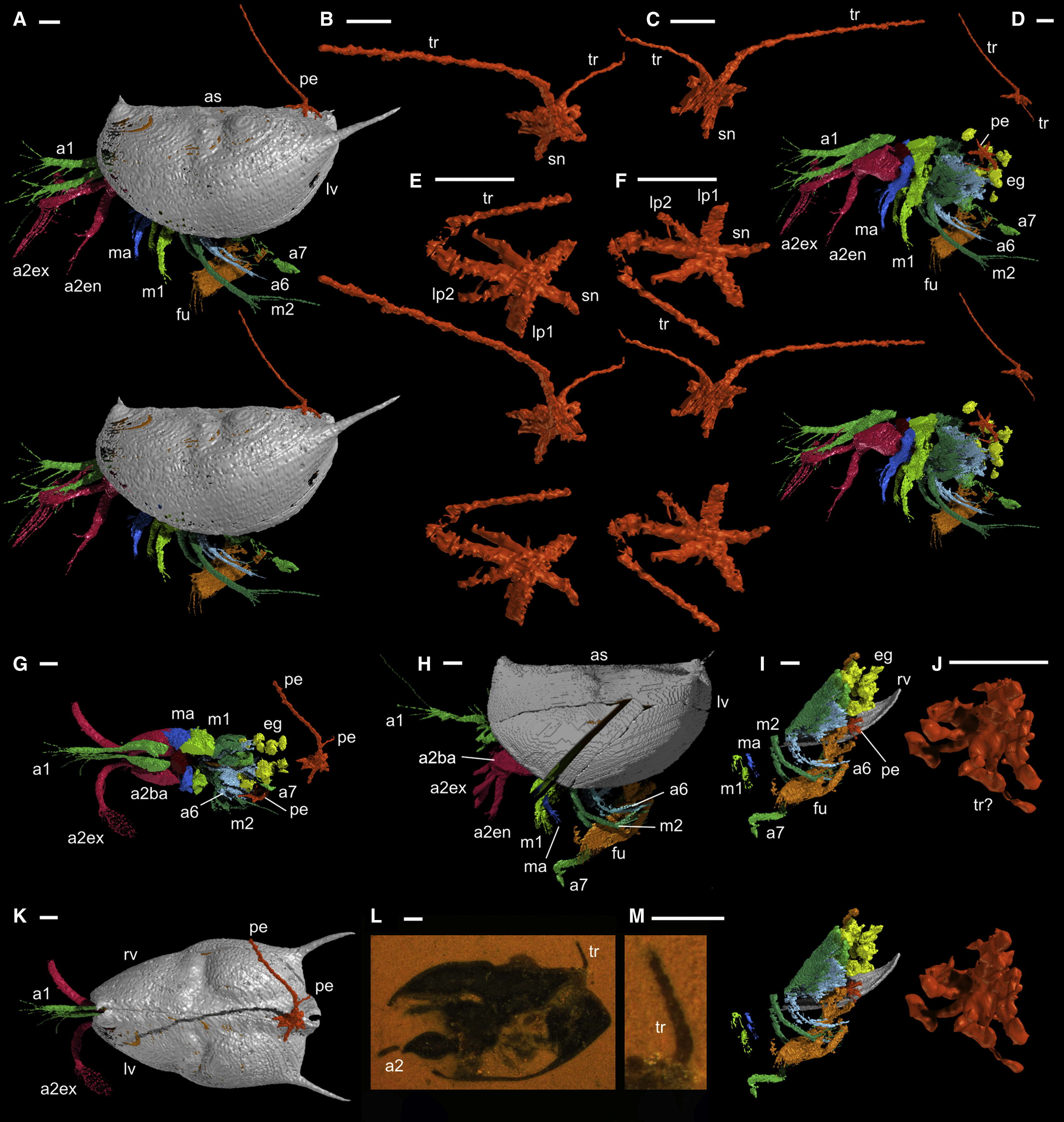 Image of oligostracan crustaceans