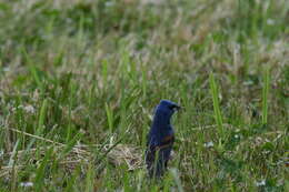 Image of Blue Grosbeak