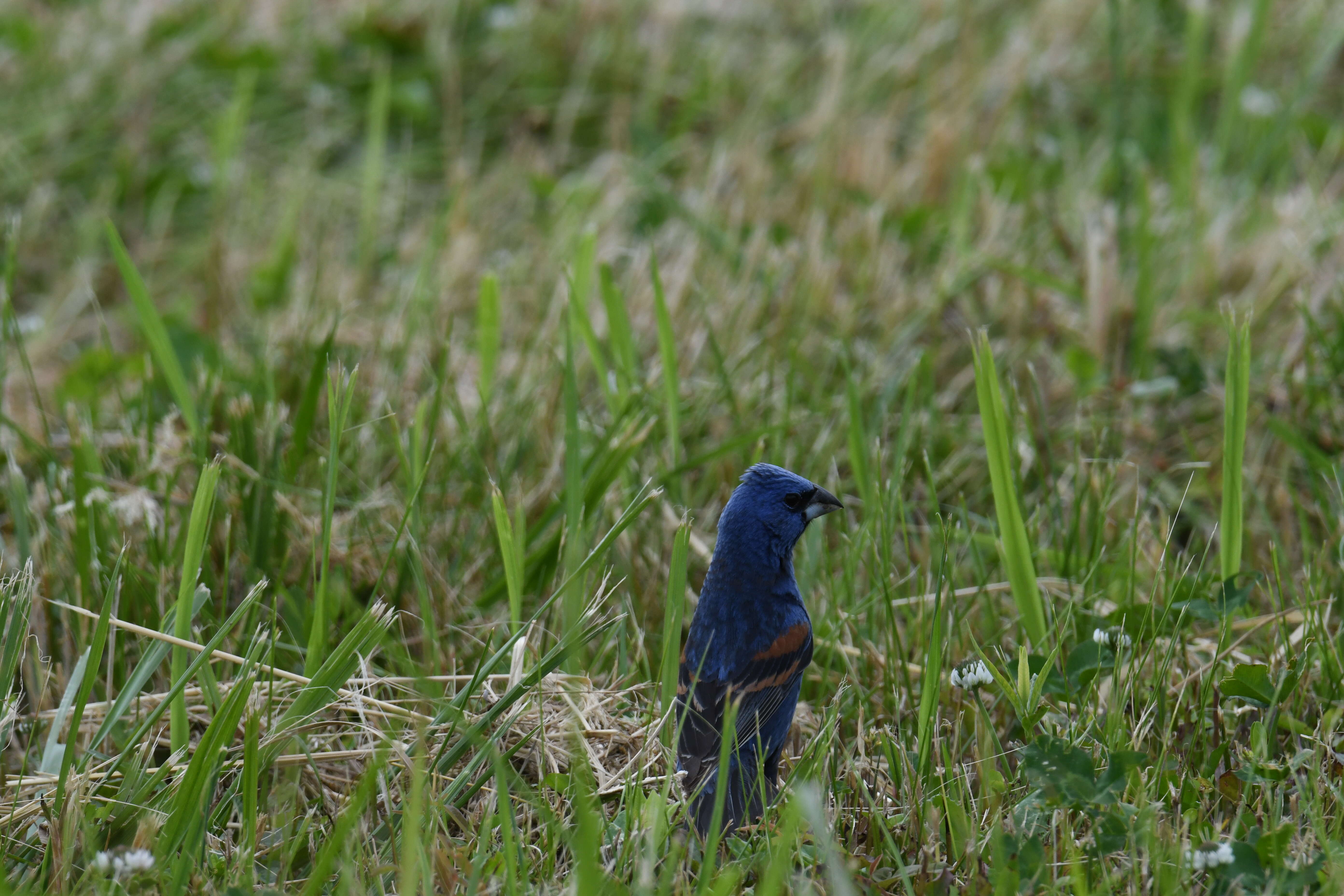 Image of Blue Grosbeak