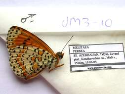 Image de Melitaea persea Kollar 1850