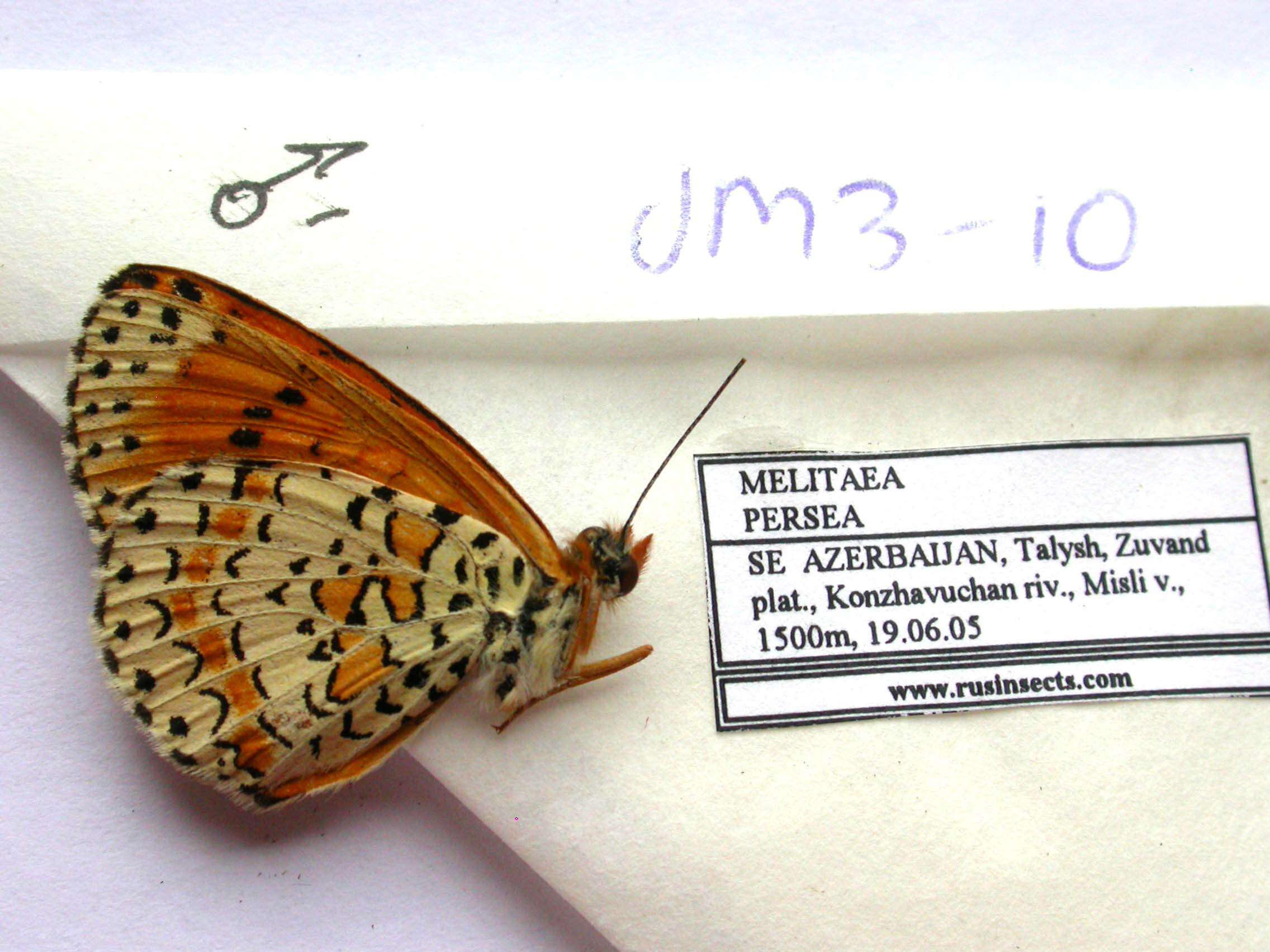 Image de Melitaea persea Kollar 1850