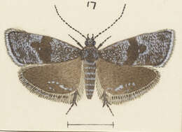 Image of Asterivora fasciata Philpott 1930