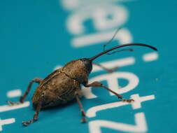 Image of Acorn weevil