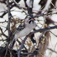 Image of Scaly Weaver