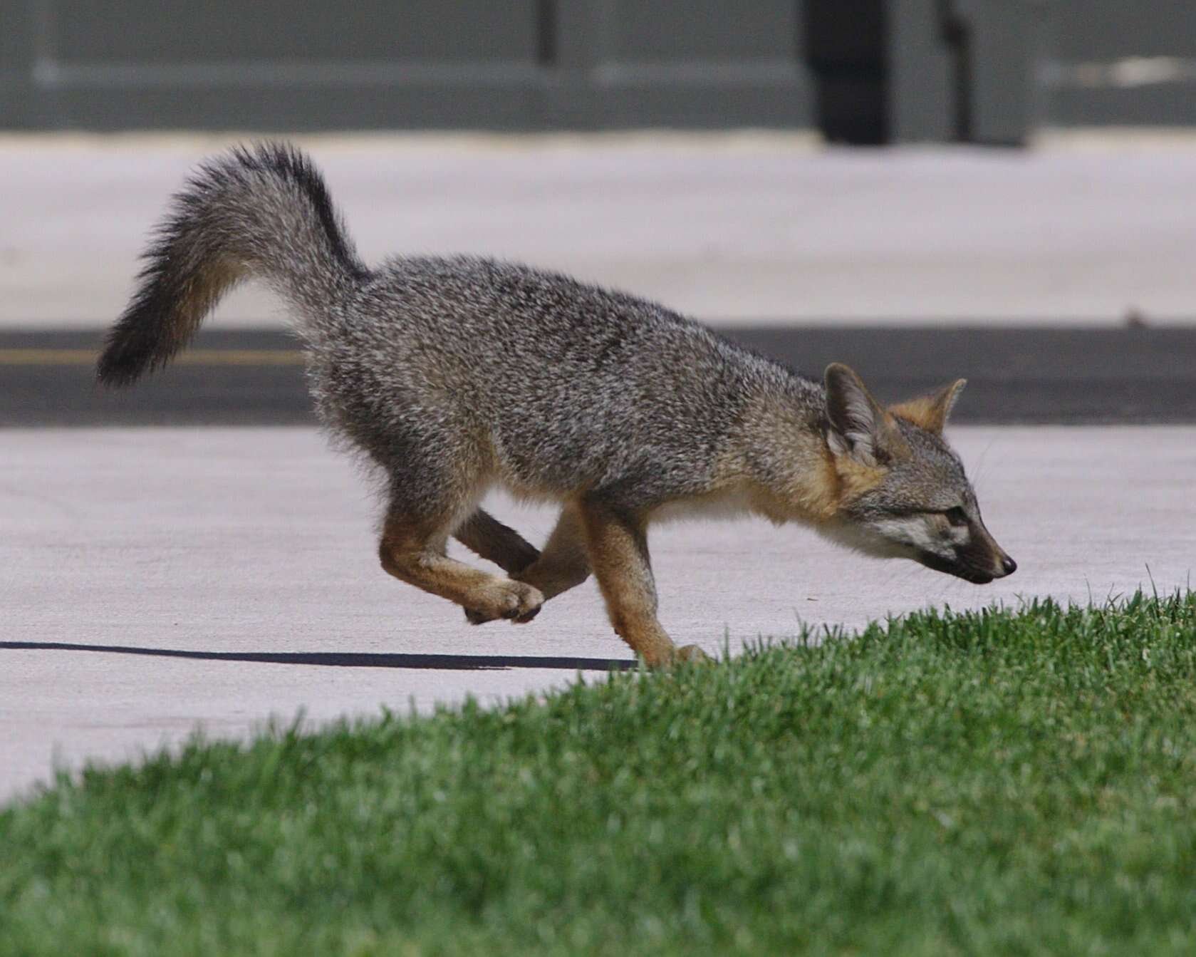 Image of Grey Foxes