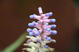 Image of Aechmea gamosepala Wittm.