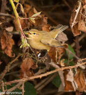 Image of Willow Warbler