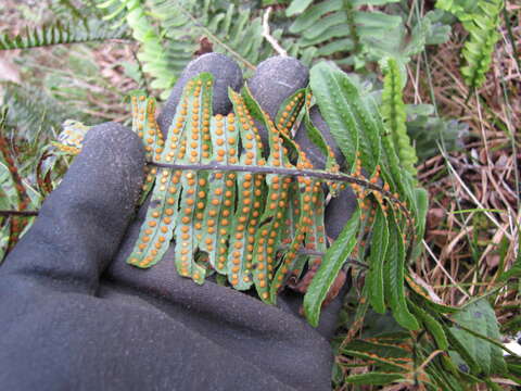 Image of dotted polypody