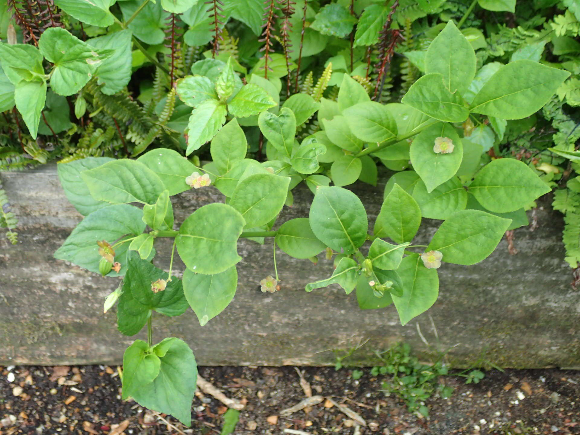 Image of running strawberry bush