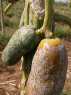 Image of Papaya ringspot virus