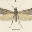Слика од Glyphipterix acrothecta Meyrick 1880